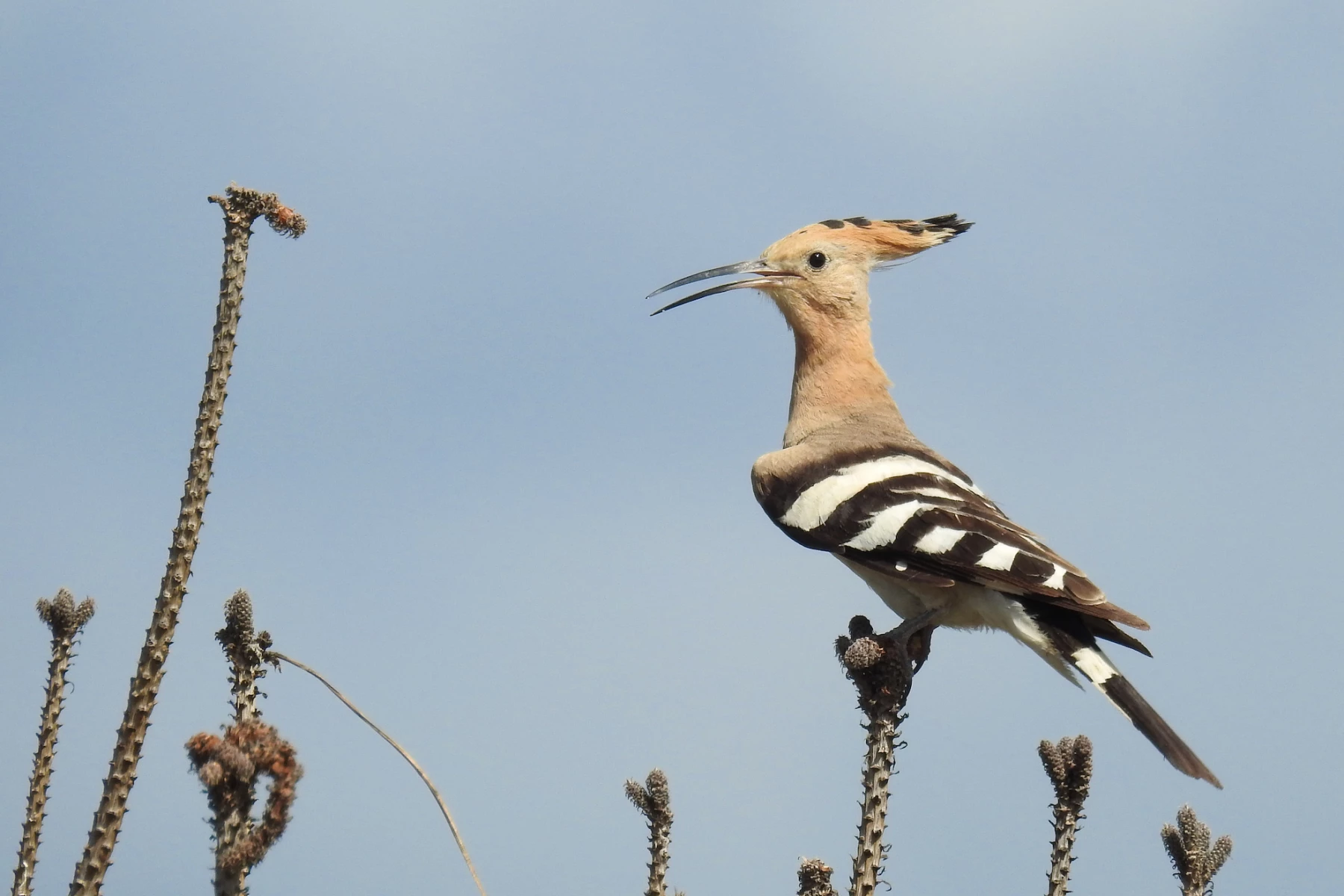 Birdwatcher’s paradise