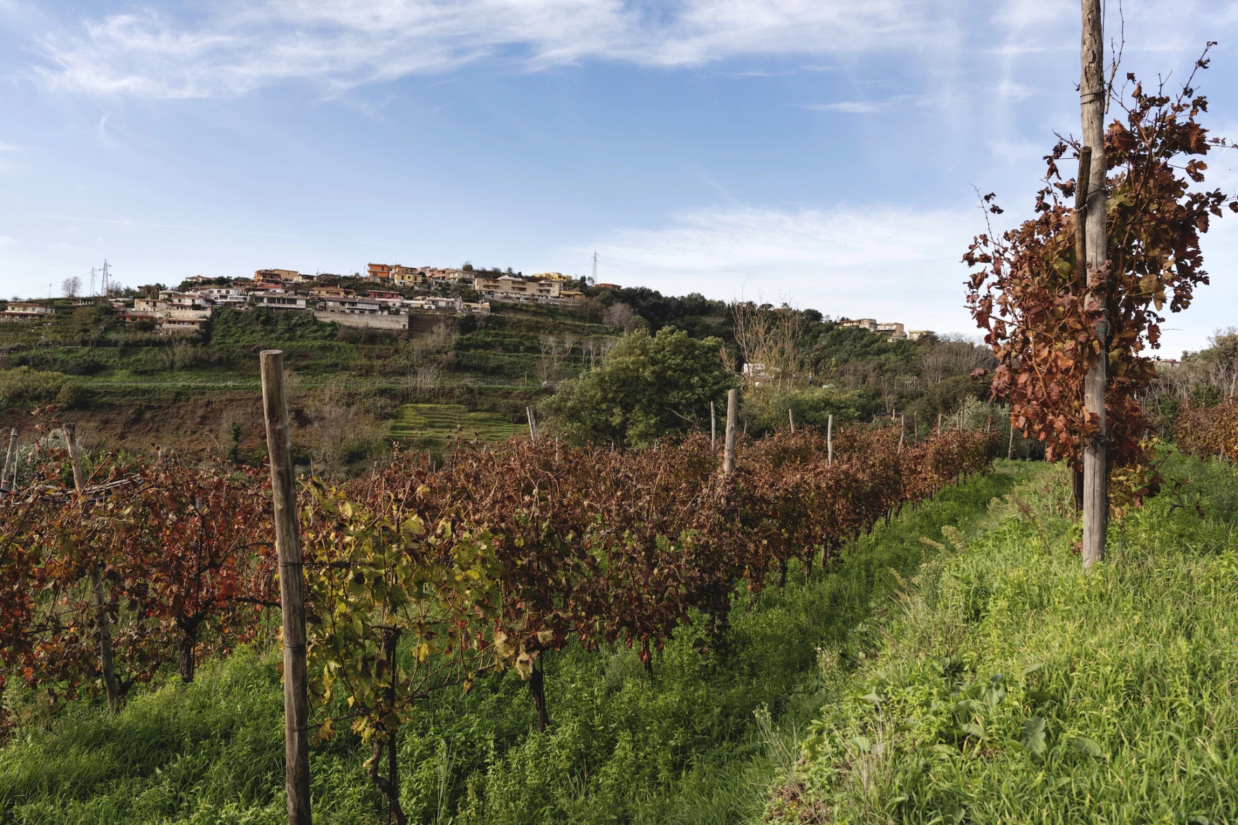 Among vineyards and legends