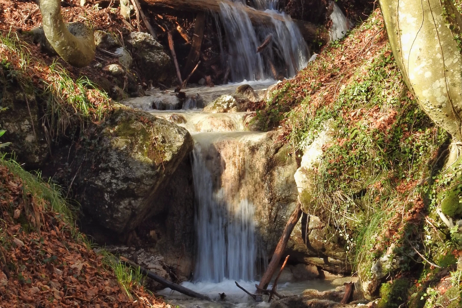 La faggeta d’inverno