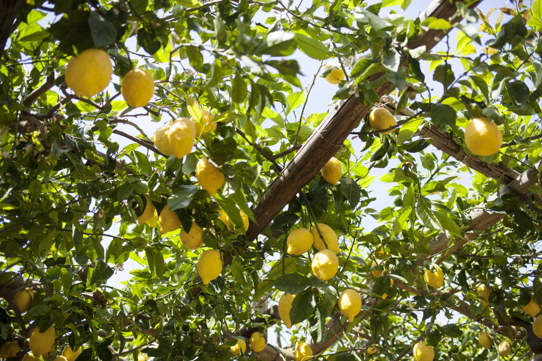 Un cielo di limoni