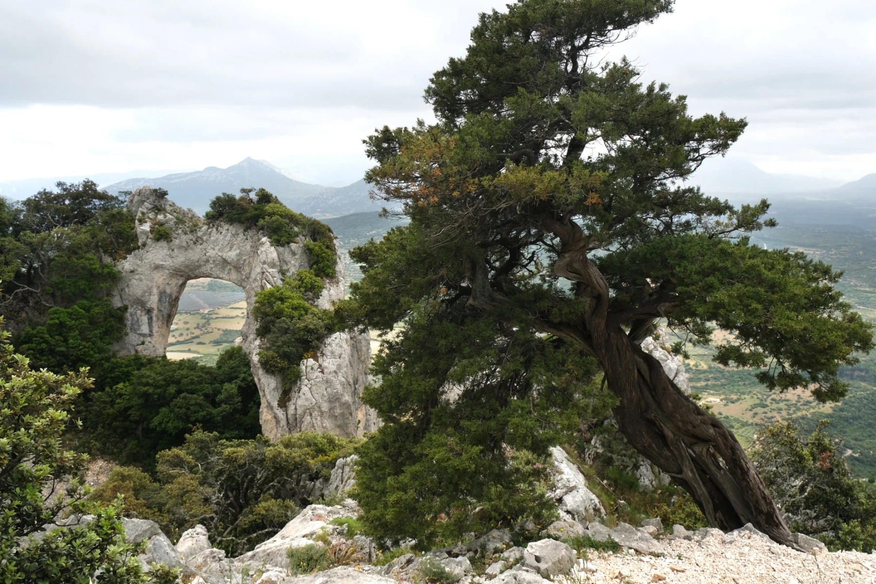 Il sovrano della Baronia