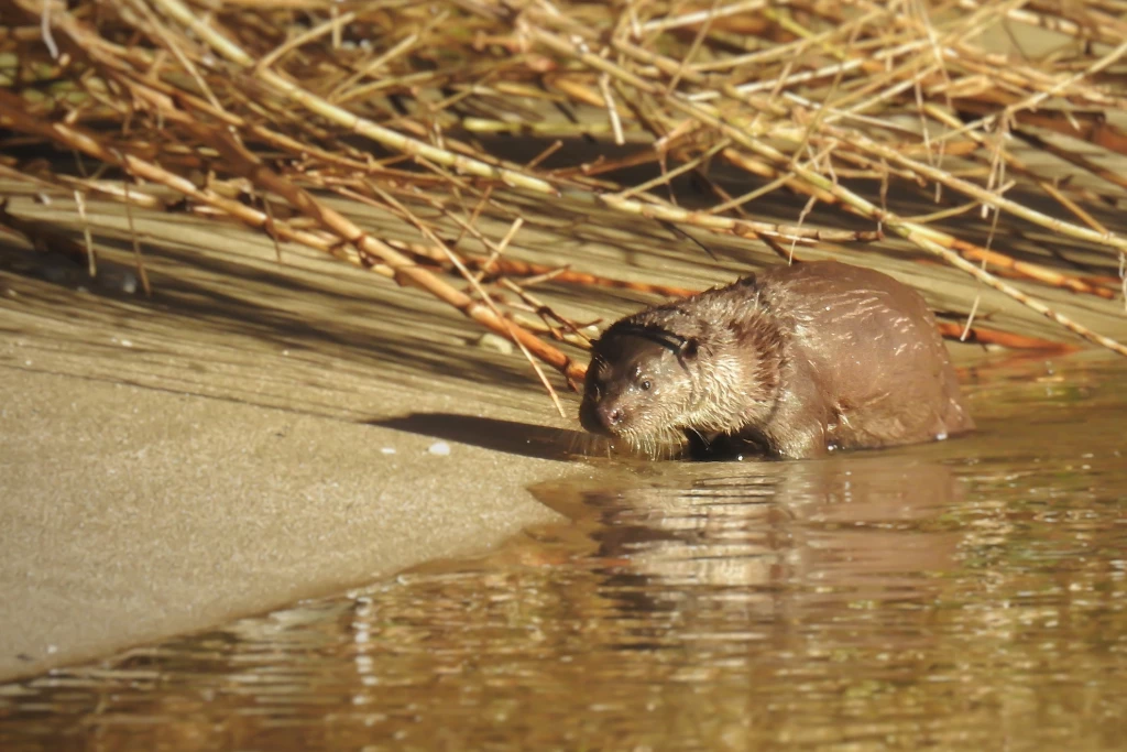 At the otter's court