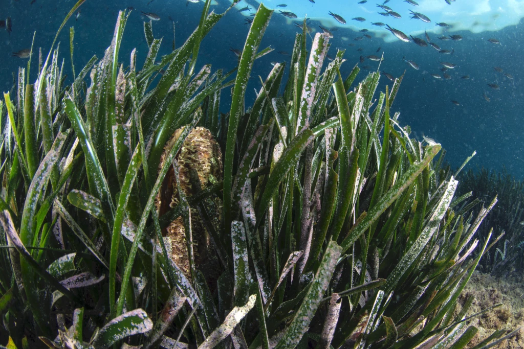 La riserva della Posidonia