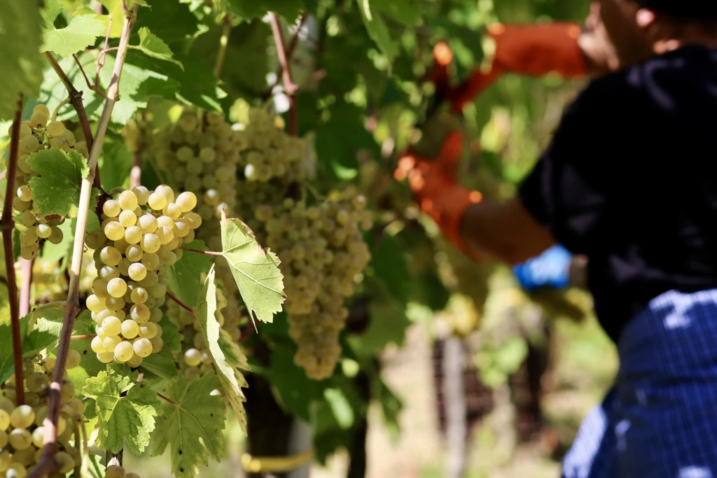 Colori d’autunno e profumo di mosto