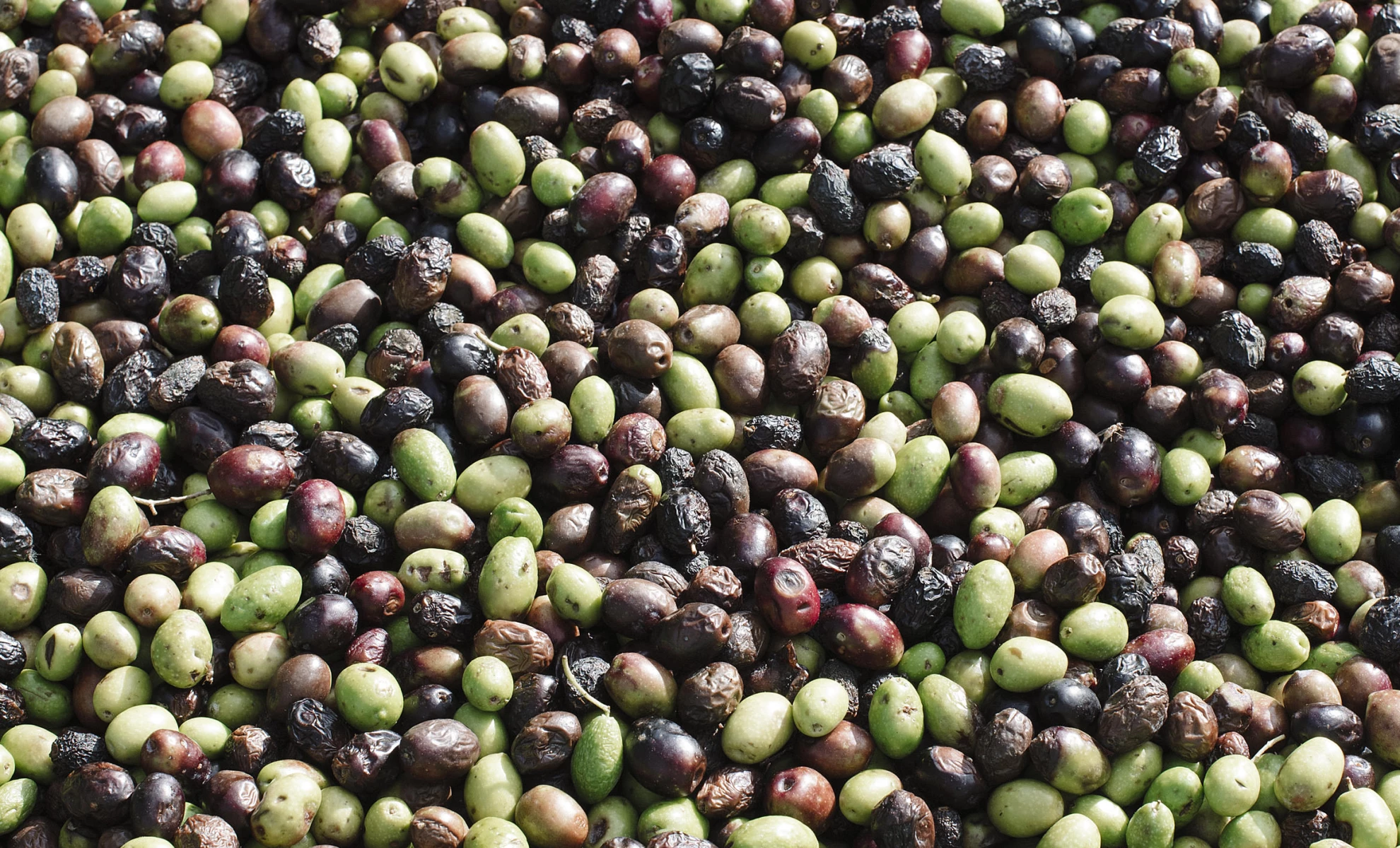 L'oro di Vico Equense