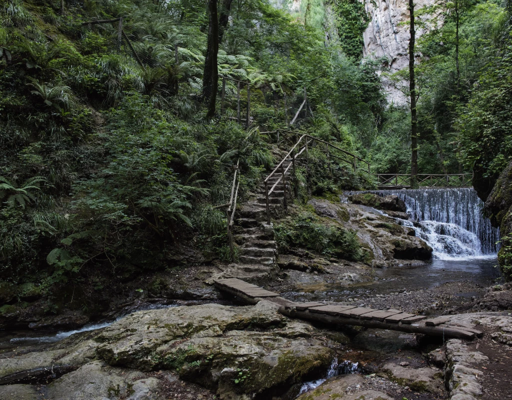 The enchanted forest