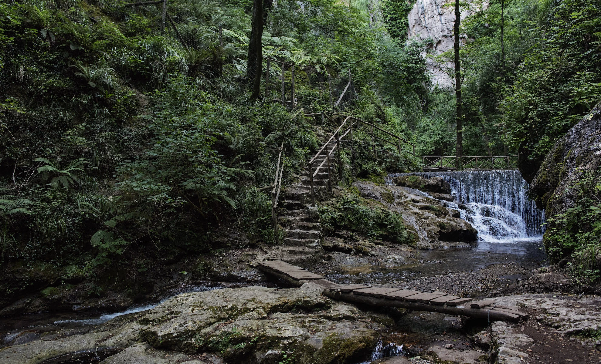 The enchanted forest