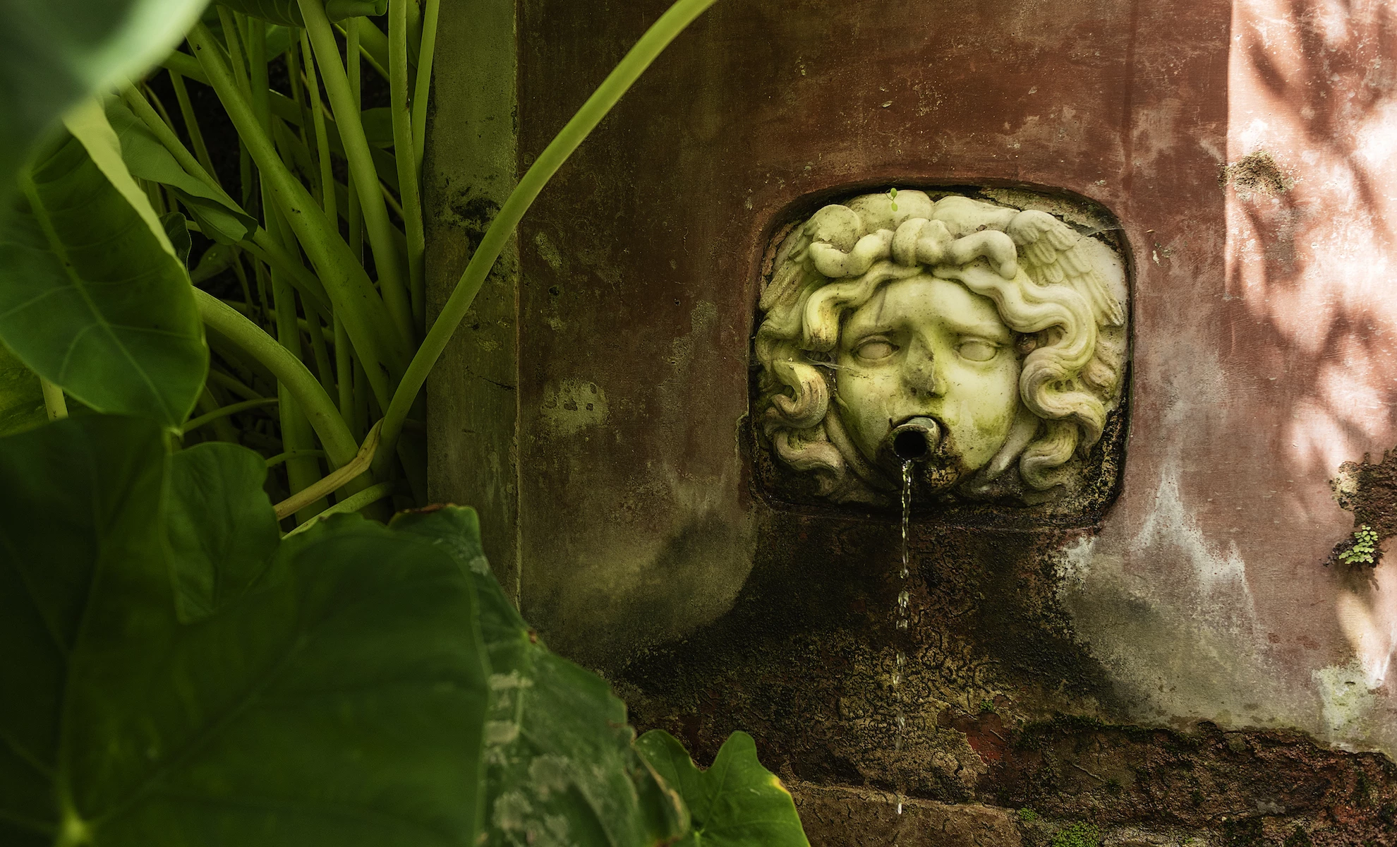 Among the plants of the ancient Medical School