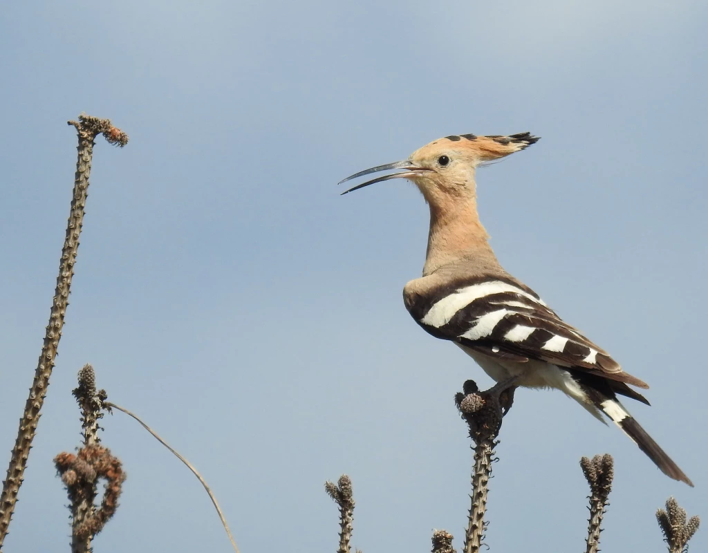 Birdwatcher’s paradise