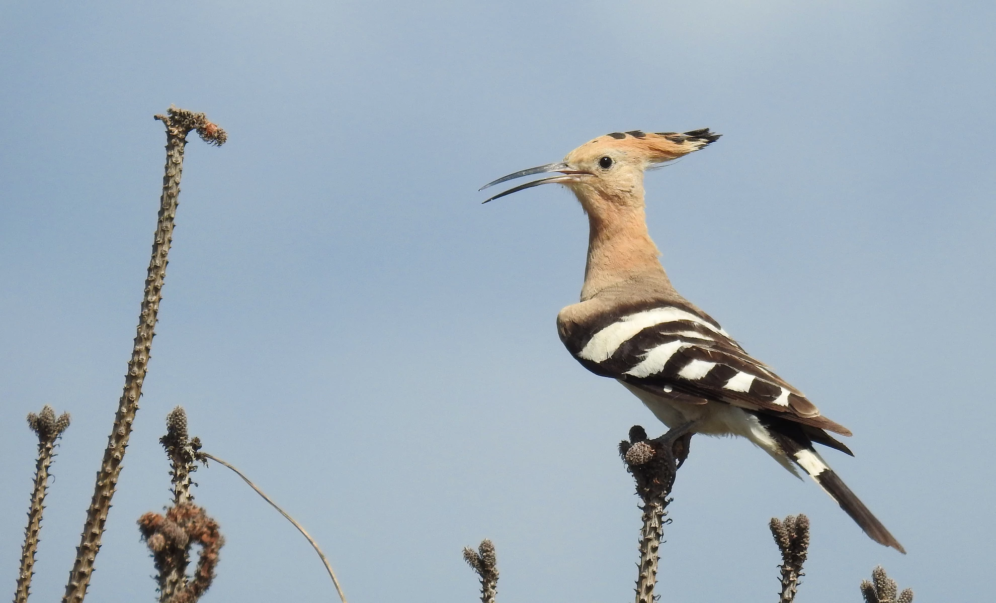 Birdwatcher’s paradise