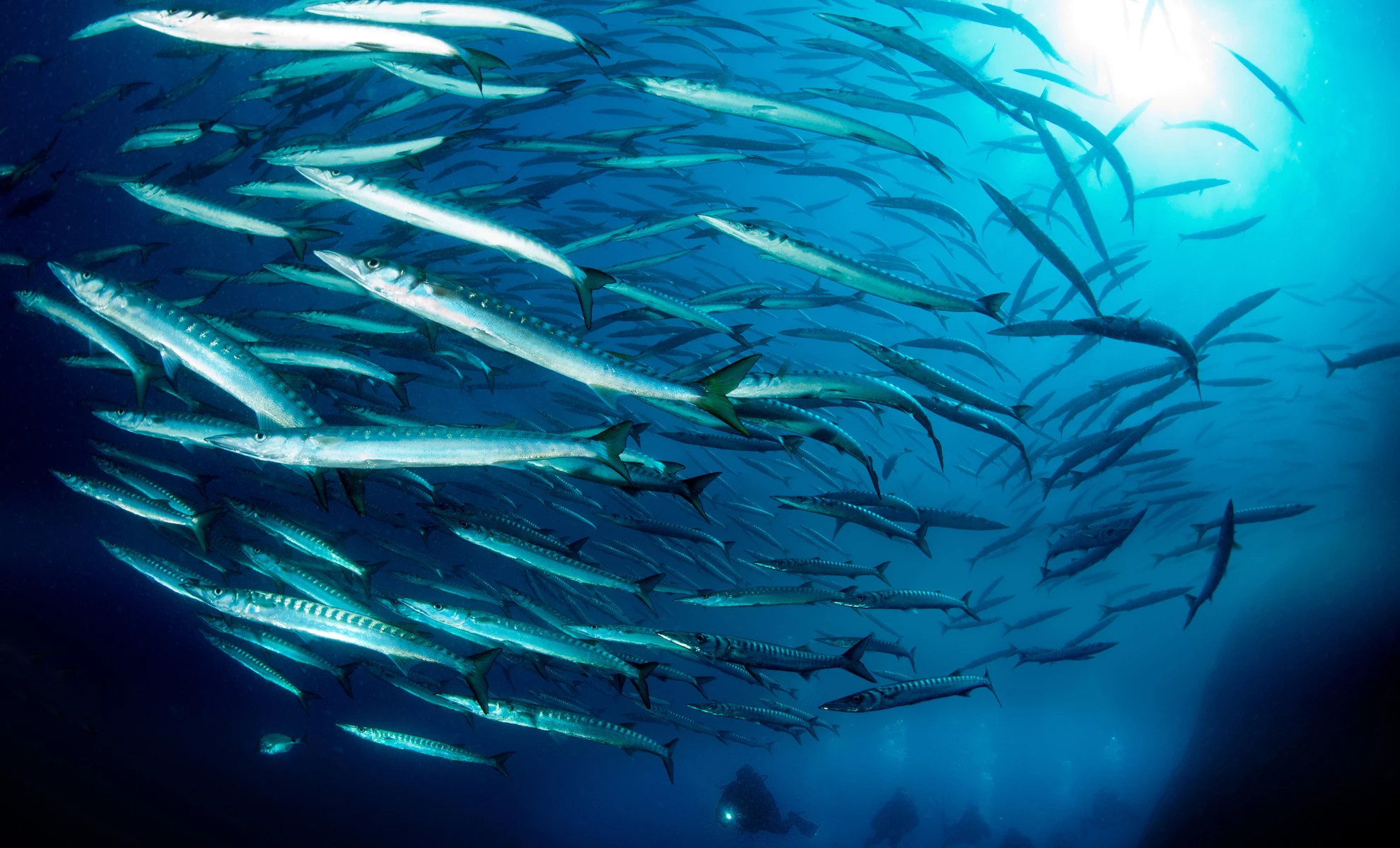 Between gorgonians and barracudas