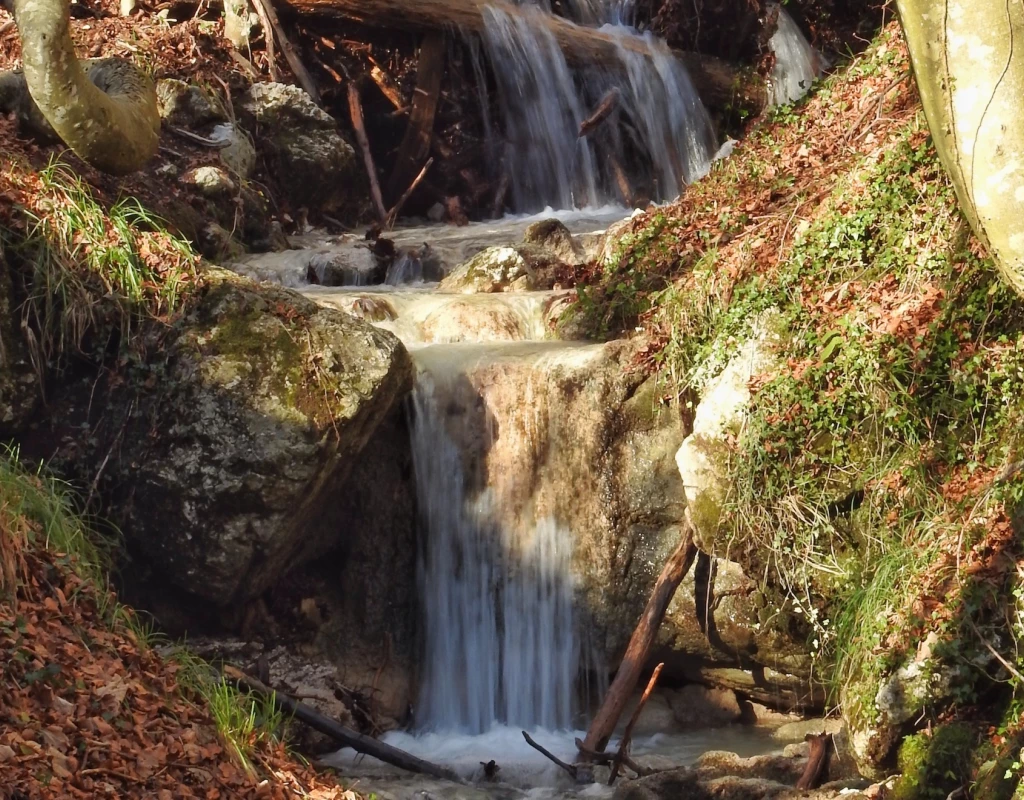 The winter beech forest