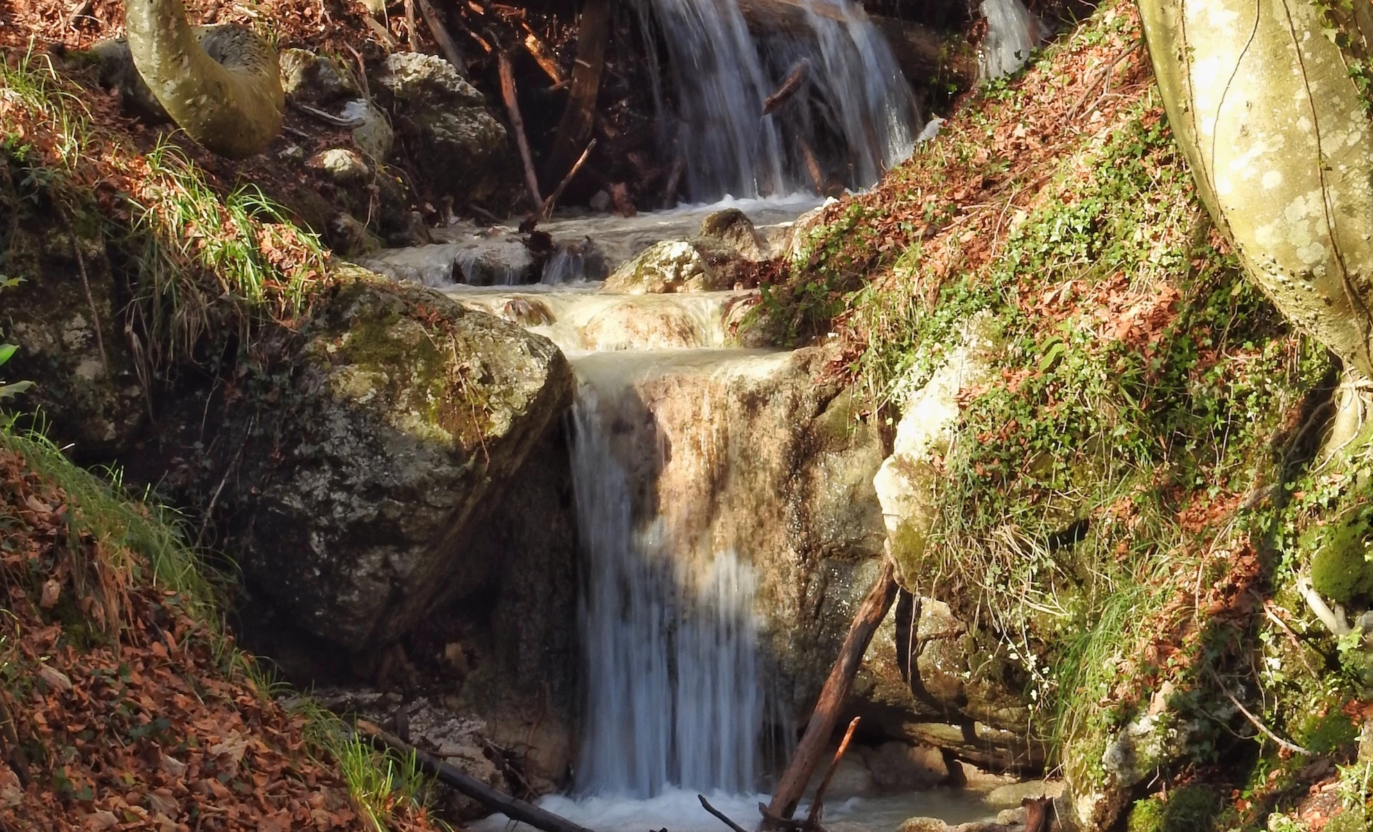 La faggeta d’inverno
