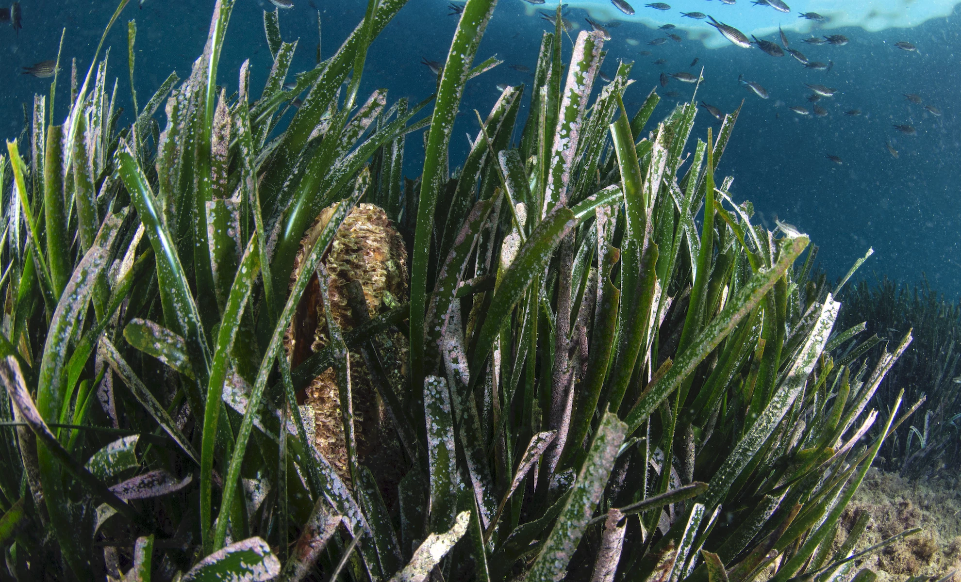 The Posidonia reserve
