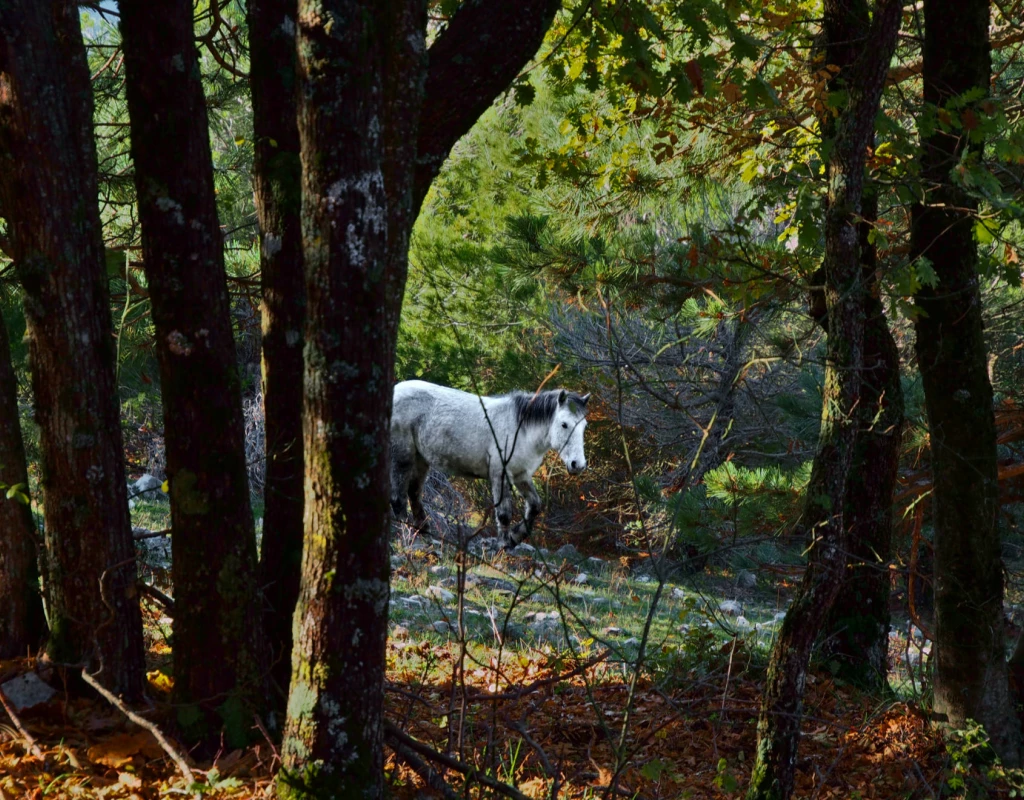 The ancient snow routes