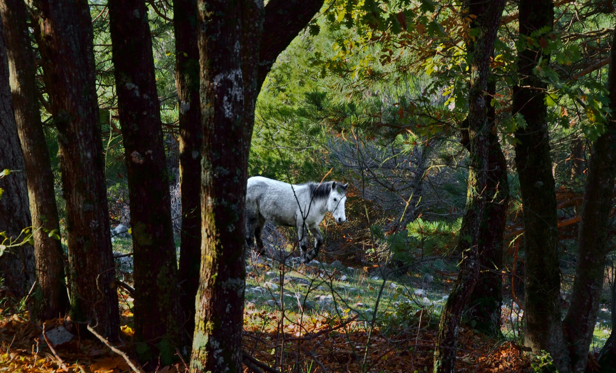 The ancient snow routes