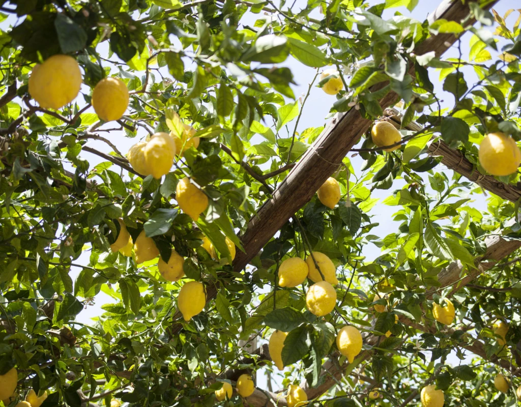 Un cielo di limoni