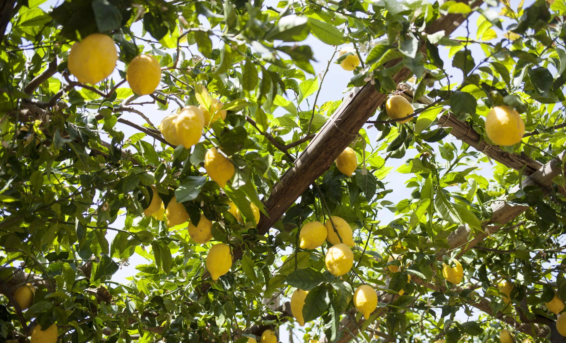 Un cielo di limoni
