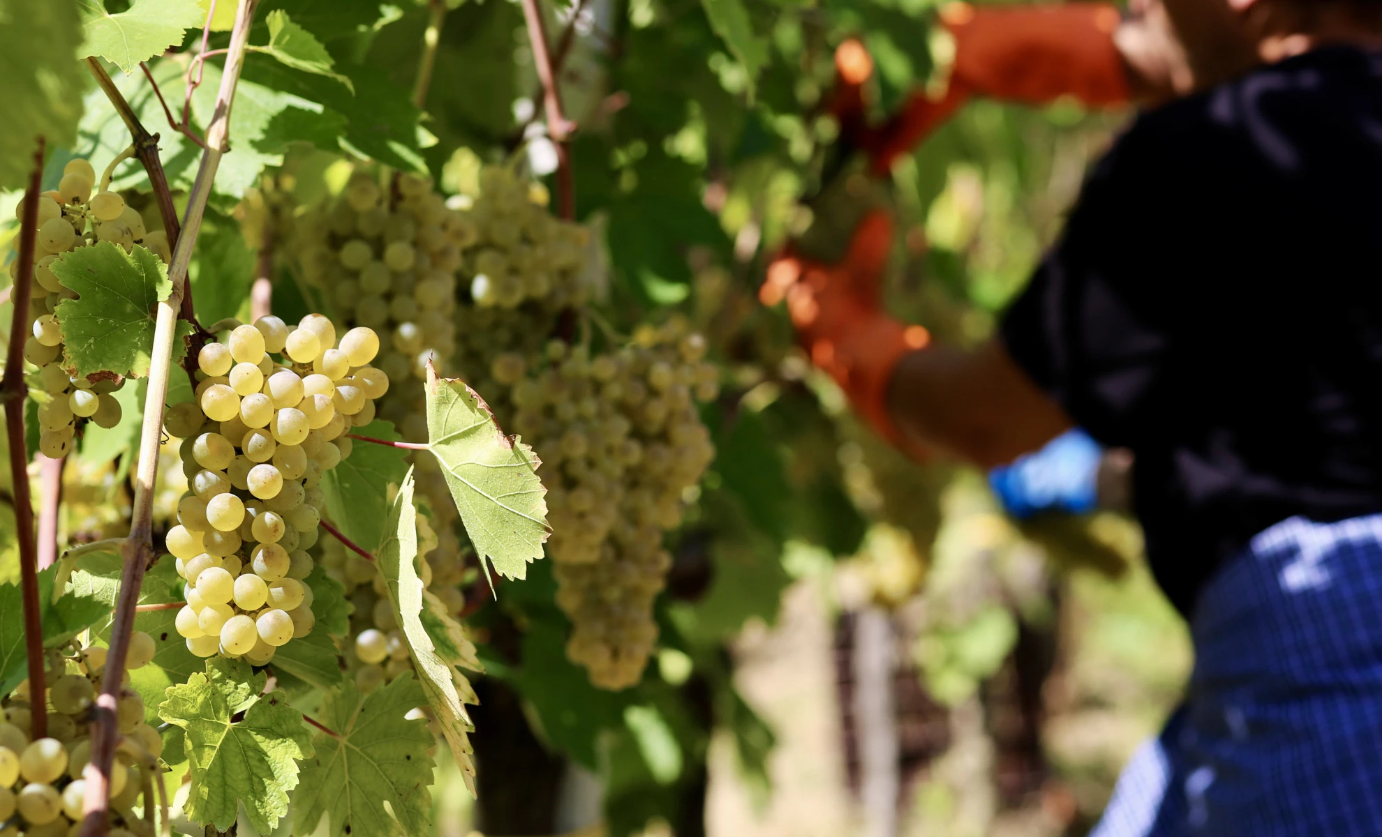 Colori d’autunno e profumo di mosto